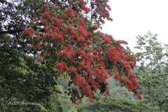 Terminalia myriocarpa